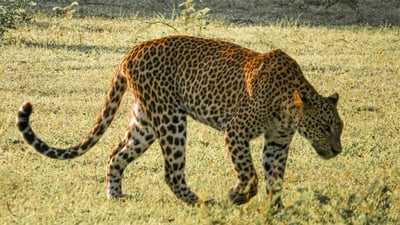 Yala National Park Private Safari