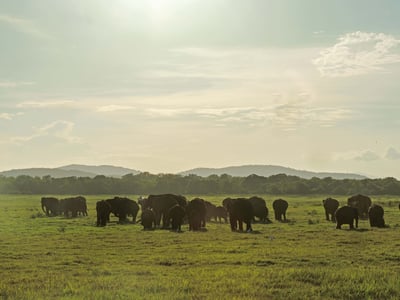 Kaudulla National Park Safari from Kandy City