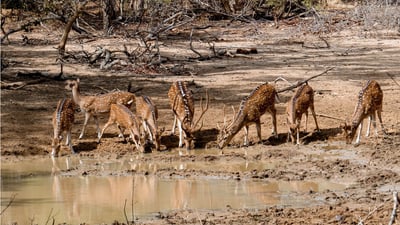 Yala National Park Private Safari