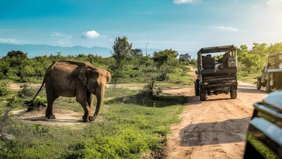 Privat safari i Udawalawe nationalpark med naturalist