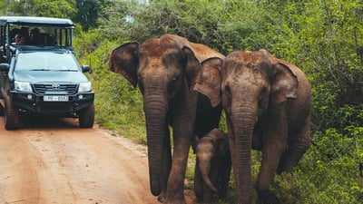 Udawalawe National Park Safari from Beruwala City