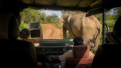Yala National Park Safari From Ahangama City