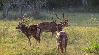 Wilpattu National Park Entrance Tickets