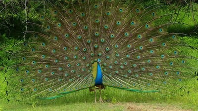 Wilpattu National Park Private Safari