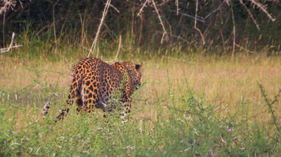 Wilpattu National Park Entrance Tickets