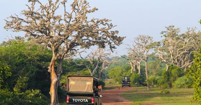 Bundala National Park Safari from Mirissa City