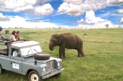 Sigiriya Rock and Wild Elephant Safari from Kandy City