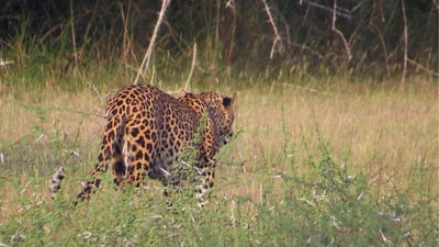 Wilpattu und Anuradhapura von Colombo (2 Tage)