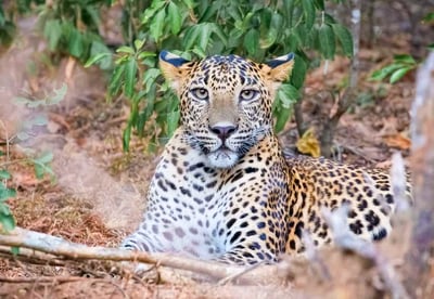 Yala National Park Safari from Dikwella City