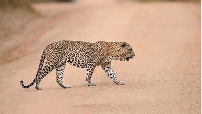 Maravillas Salvajes y Templos Ocultos desde Galle (2 Días)