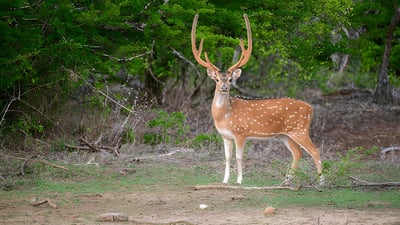 Kaudulla National Park Private Safari from Sigiriya City