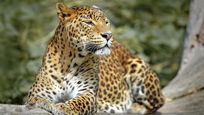 Wilpattu National Park Safari from Dambulla City