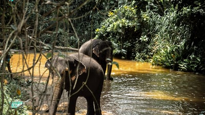Last Kingdom of Sri Lanka from Colombo (3 Days)