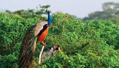 Yala National Park Safari from Dikwella City