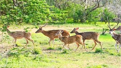 Wilpattu National Park Private Safari