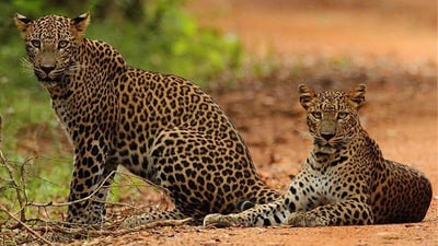 Wilpattu National Park Private Safari