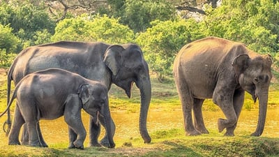 Yala National Park Safari from Weligama City