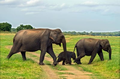 Bundala National Park Safari from Ahungalla City