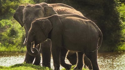 Yala National Park Safari from Weligama City