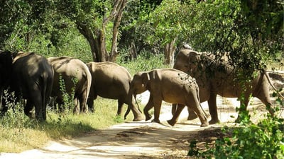 Wildlife Tour Covering Birds and Mammals (7 Days)