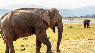Udawalawe National Park Safari from Galle City