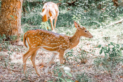 Wilpattu National Park Entrance Tickets