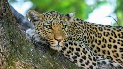 Yala National Park Safari from Dikwella City