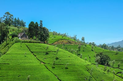 Haputale Highlands from Nuwara Eliya City