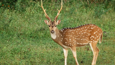 Yala National Park Safari from Weligama City