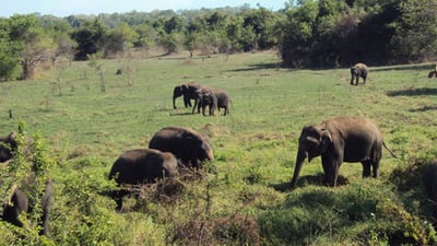 Wasgamuwa National Park Safari from Kandy City