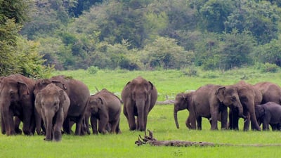 Udawalawe National Park Safari from Kalutara City
