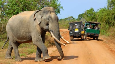 Yala National Park Safari fra Galle City