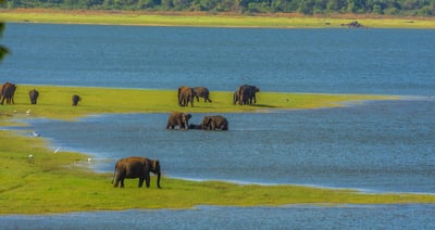 Minneriya National Park Safari from Kandy City