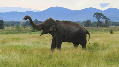 Wasgamuwa National Park Entrance Tickets