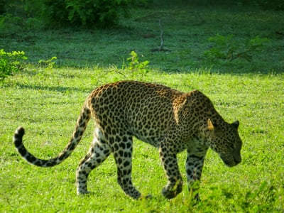 Yala National Park Safari fra Koggala City