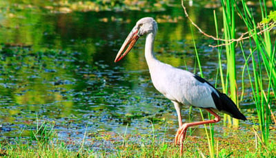 Udawalawe National Park Safari from Dikwella City