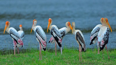 Bundala National Park Safari from Talpe City