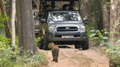 Wilpattu National Park Private Safari