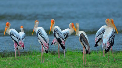 Bundala National Park Safari from Bentota City
