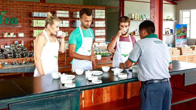 Ceylon Tea Tasting from Colombo City
