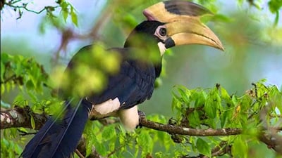 Bundala National Park Safari from Bentota City