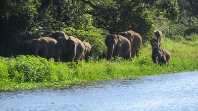 Wasgamuwa National Park Entrance Tickets