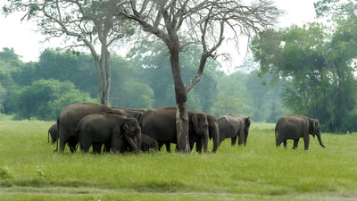 カウドゥッラ国立公園 プライベートサファリ