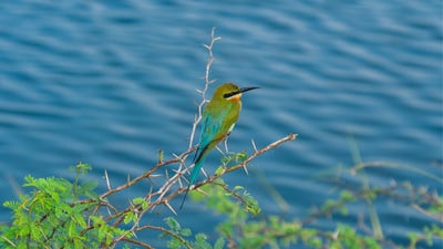 Bundala National Park Safari from Mirissa City