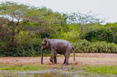Bundala National Park Safari from Mirissa City