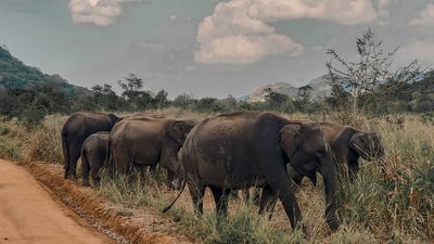 The Big 5 in Southern Coast Season (7 Days)