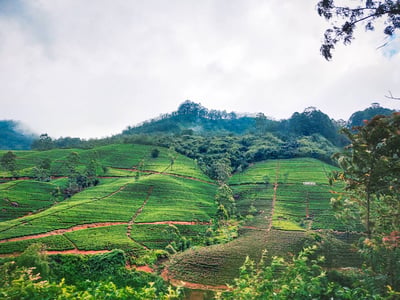 Tea Estate Experience from Ella City