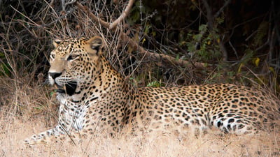 Wilpattu National Park Safari from Dambulla City