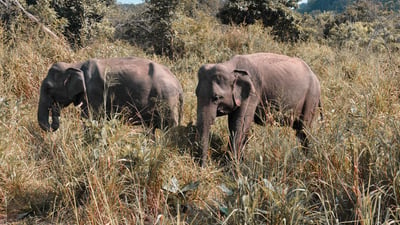 Wilpattu National Park Safari from Dambulla City