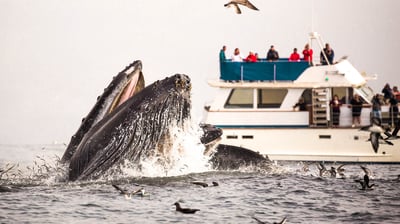 Whale Watching by Yacht from Trincomalee City